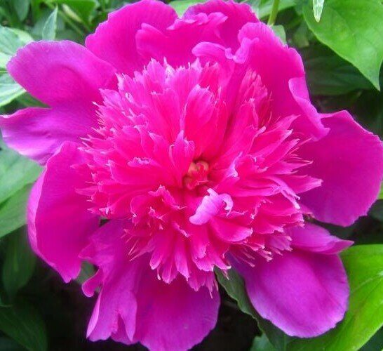 Пион Розовый Будда 2/3 травянистый 1шт (Дери)