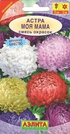 Астра Моя мама, смесь окрасок (Аэлита)