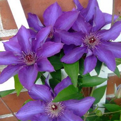 Клематис Президент (капер) 1шт (Поиск)