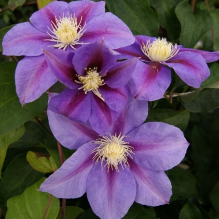 Клематис Барбара Джэкман (капер) 1шт (Поиск)