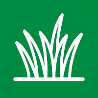 Газонные травы