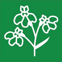 Лобелии