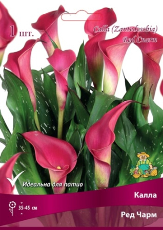 Калла Ред Чарм 14/16 1шт (Поиск)