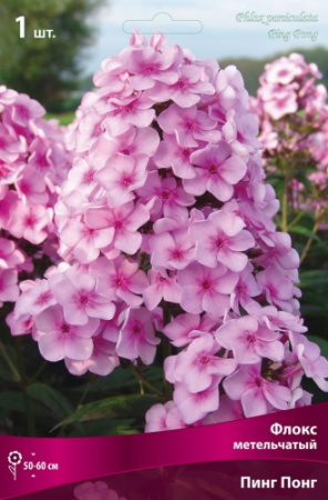 Флокс Пинг Понг 1шт (Поиск)