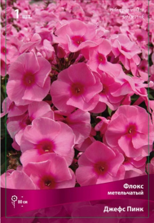 Флокс Джеффс Пинк 1шт (Поиск)