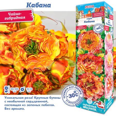 Роза Кабана (Чайно-гибридная) 1шт (Сиб сад)