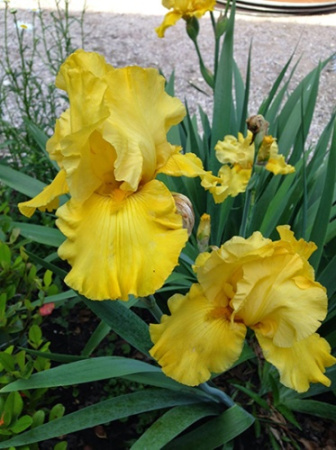 Ирис Голден Эппл (Германский) 1шт (Поиск)