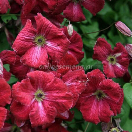 Клематис Рубра (капер) 1шт (Поиск)