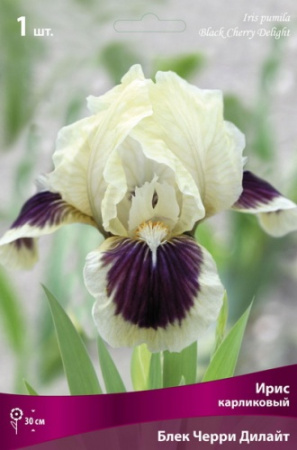 Ирис Блек Черри Дилайт (Карликовый) 1шт (Поиск)