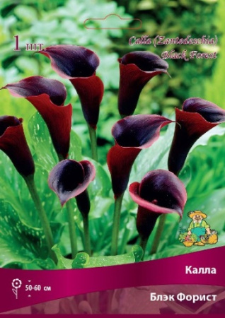 Калла Блэк Форист 14/16 1шт (Поиск)