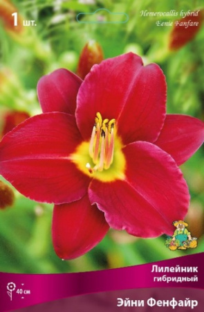 Лилейник Эйни Фенфайр 1шт (Поиск)