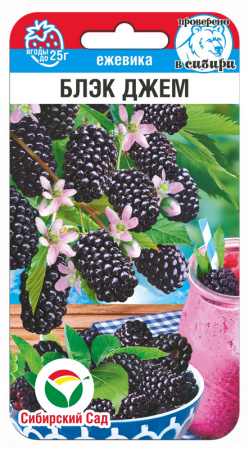Ежевика Блэк Джем 10шт (Сиб Сад)