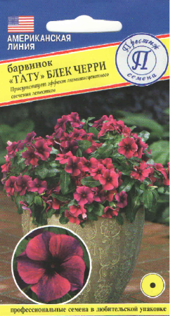 Барвинок Тату Блек Черри 3шт (Престиж)