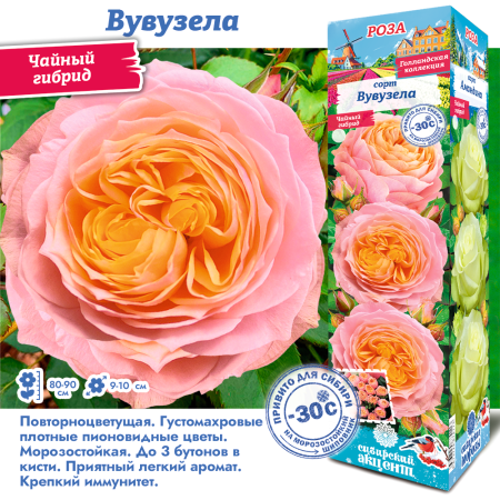 Роза Свит Вувузела (Чайно-гибридная) 1шт (Сиб сад)