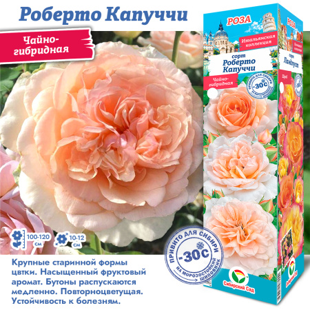 Роза Роберто Капуччи (Чайно-гибридная) 1шт (Сиб сад)