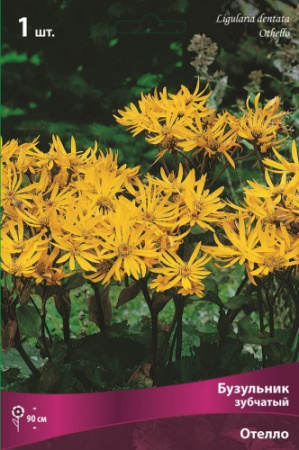Бузульник Отелло 1шт (Поиск)