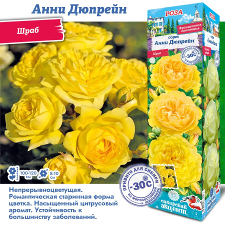 Роза Анни Дюпрейн (Шраб) 1шт (Сиб сад)