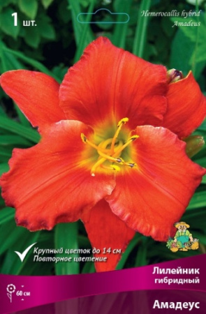 Лилейник Амадеус 1шт (Поиск)