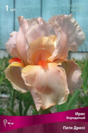 Ирис Пати Дресс (Германский) 1шт (Поиск)