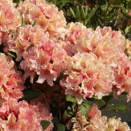 Рододендрон Бразилия 1шт (Поиск)