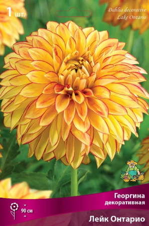 Георгина Лейк Онтарио 1шт (Поиск)