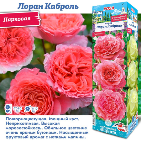 Роза Лоран Карболь (Парковая) 1шт (Сиб сад)