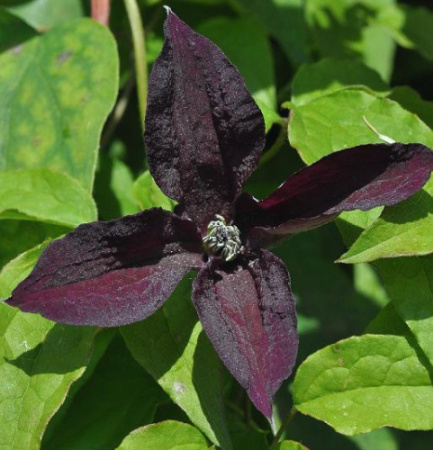 Клематис Блэк Принц (капер) 1шт (Поиск)