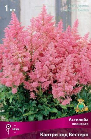 Астильба Кантри энд Вестерн 1шт (Поиск)