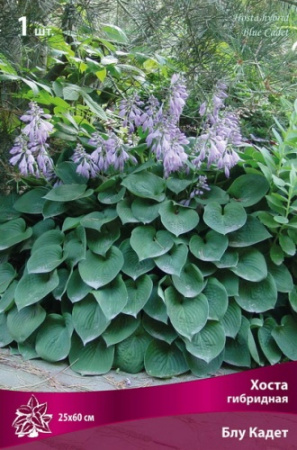 Хоста Блу Кадет 1шт (Поиск)