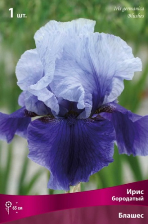 Ирис Блашес (Германский) 1шт (Поиск)