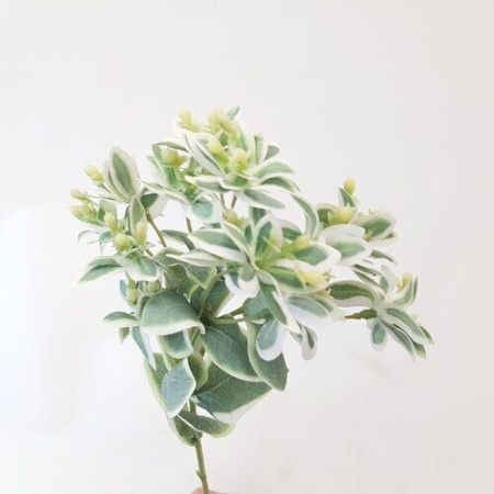 Цветы SB9172-2 Молочай (Сиб Сад)(96шт) 