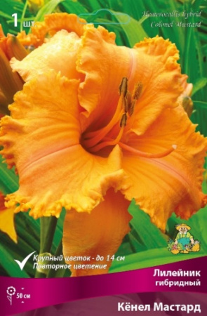 Лилейник Кенел Мастард 1шт (Поиск)