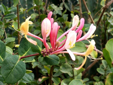 Жимолость Каприфоль 1шт (Поиск)