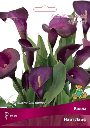 Калла Найт Лайф 14/16 1шт (Поиск)