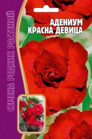 Адениум Красная Девица 3шт (Ред.Сем)