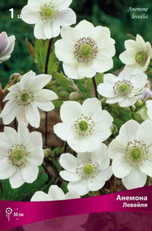 Анемона Левейля 1шт (Поиск)