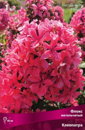 Флокс Клеопатра 1шт (Поиск)