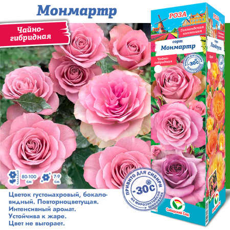 Роза Монмарт (Чайно-гибридная) 1шт (Сиб сад)