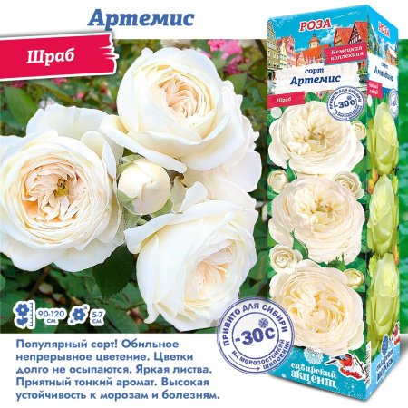 Роза Артемис (Шраб) 1шт (Сиб сад)