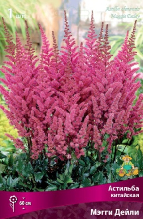 Астильба Мэгги Дейли 1шт (Поиск)