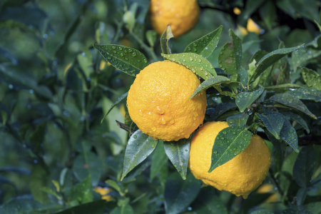 Цитрус Юдзу (Комнатное растение) 1шт (Поиск)