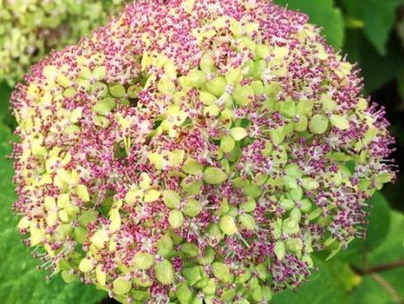 Гортензия Лайм Рики (Древовидная) 1шт (Поиск)