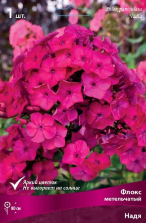 Флокс Надя 1шт (Поиск)