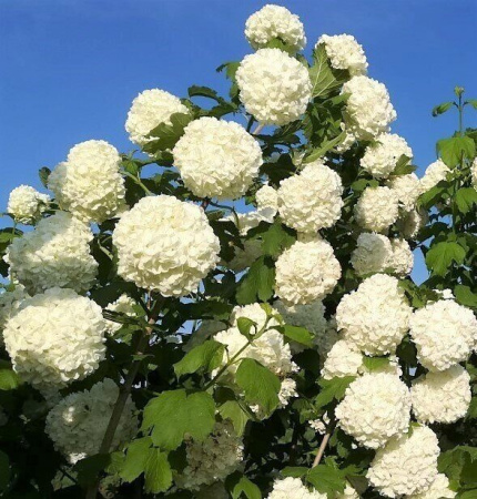 Калина Розеум 1шт (Поиск)